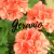 Aceite Esencial - Geranio - 10cc