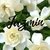 Aceite Esencial - Jazmin - 10cc