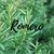Aceite Esencial - Romero - 10cc