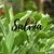 Aceite Esencial - Salvia - 10cc