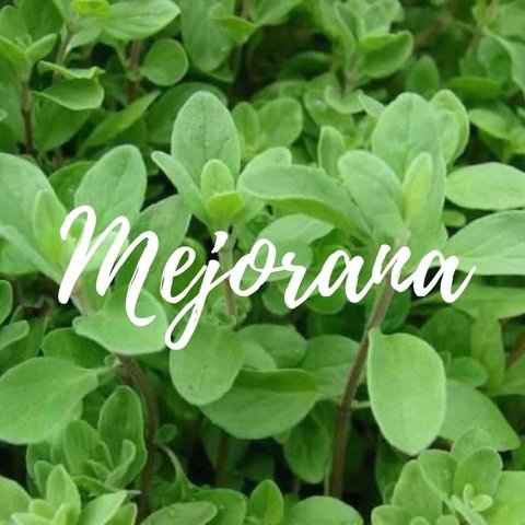 Aceite Esencial - Mejorana - 10cc