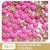 Cod: 714 - SEXTAVADO NEON PINK 4MM PC/140 UNDADES