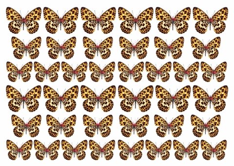 Lámina Comestible Mariposas animal print