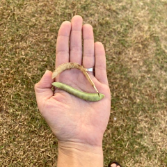 Pack Clitória Ternatea