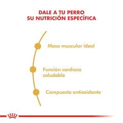 Royal Canin  Boxer 25 adulto - comprar online