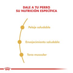 Royal Canin Caniche 30 Adult - comprar online