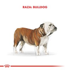 Royal Canin  Bulldog 24 Adult - For Pet