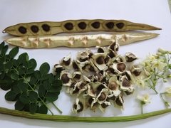 Sementes De Moringa oleifera (500unid) na internet
