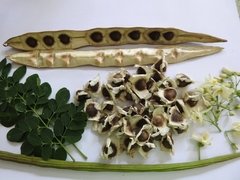 Sementes De Moringa Oleifera (50grs) na internet