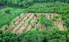 Kit 1.000 Sementes para Sistemas Agroflorestais completo com 30 Espécies: Adubação verde, Pioneiras e mais na internet