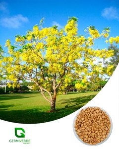 Cassia Imperial - Cassia fistula (50g)