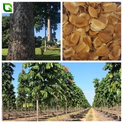 Mogno Africano - Khaya Senegalensis (1kg) - comprar online