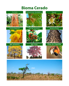 Kit 600 Sementes De Arvores Do Bioma Cerrado - comprar online