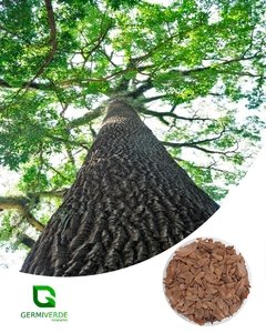 Jequitibá Branco - Cariniana estrellensis (50g)