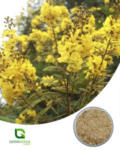 Canafístula - Peltophorum dubium (50g) na internet