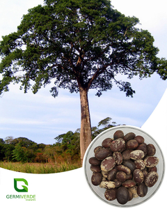 Jatobá da Mata Atlântica - Hymenaea coubaril (100g)