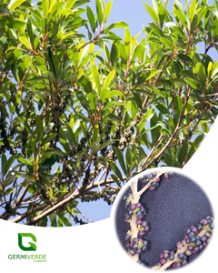 Capororocão - Myrsine umbellata (10g)