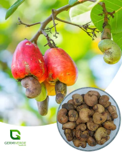 Caju vermelho - Anacardium occidentale (100g) - comprar online