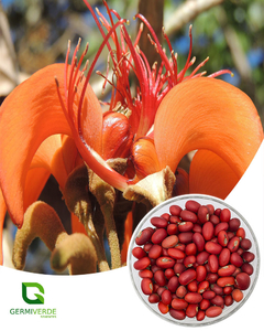 Mulungu corticeira - Erythrina velutina (50g)
