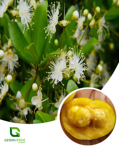 Pêssego do mato, cagaita - Eugenia myrcianthes (50g)