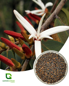 Pimenta de macaco - Xylopia aromatica (10g)