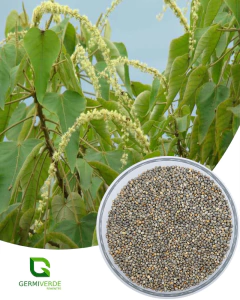 Sangra D‘Agua (10g)
