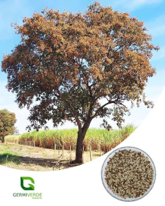 Loro Pardo - Cordia trichotoma (50g)