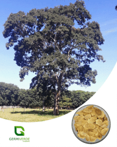 Sucupira Branca - Pterodon emarginatus (50g)