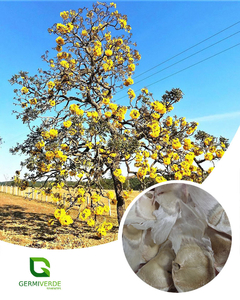 Ipê Amarelo do Cerrado - Tabebuia aurea (50g)