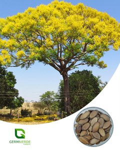Guapuruvu - Schizolobium parahyba ( 50g) - comprar online