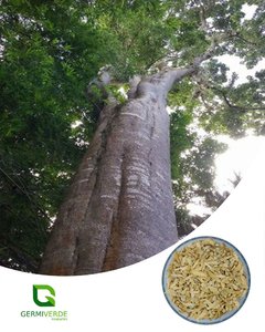 Pau de Alho (50g)