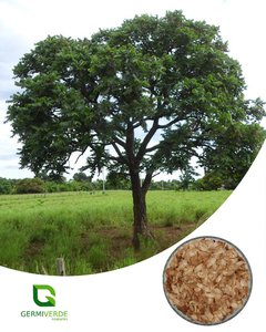Cedro do Brejo - Cedrela odorata (50g)