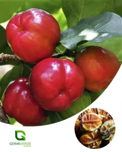 Sementes de Acerola (50g)