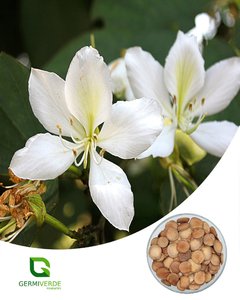 Pata de Vaca Branca - Bauhinia variegata (50g)