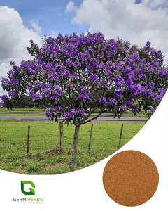 Quaresmeira Roxa - Pleroma granulosum (10g) na internet