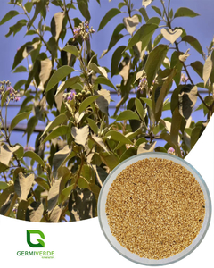 Jurubeba - Solanum paniculatum (10g)
