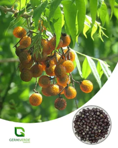 Saboneteiro - Sapindus saponaria (50g)