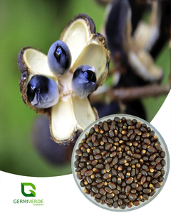 Maria Pobre - Dilodendron bipinnatum (50g)