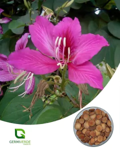 Pata de Vaca Roxa - Bauhinia purpurea (50g)