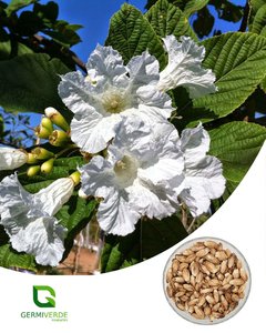 Babosa Branca verdadeira - Cordia superba (50g)