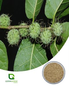 Taiúva - Amora Branca (10g)