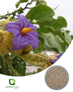 Lobeira da mata - Solanum crinitum (10grs)