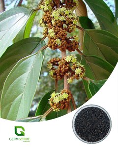 Saguaraji - Colubrina glandulosa (50g)