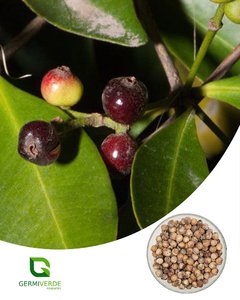Guamirim - Eugenia florida (50g)
