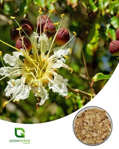 Dedaleiro - Lafoensia pacari (10g)