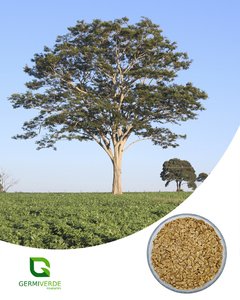 Farinha Seca - Albizia niopoides (50g)