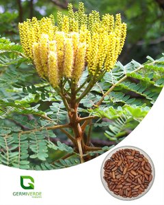 Falso Barbatimão - Dimorphandra mollis (50g)