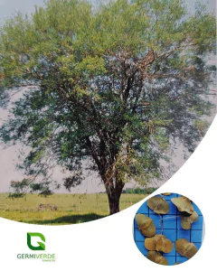 Capitãozinho - Pau de Lança (50g)
