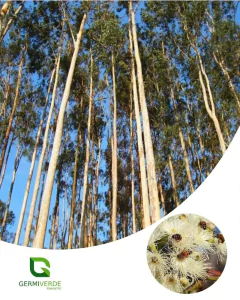 Eucalipto Camaldulensis (50g)