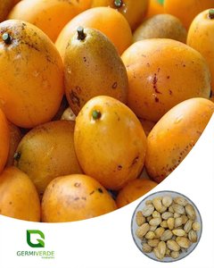Cajá Mirim - Spondias mombin (50g)